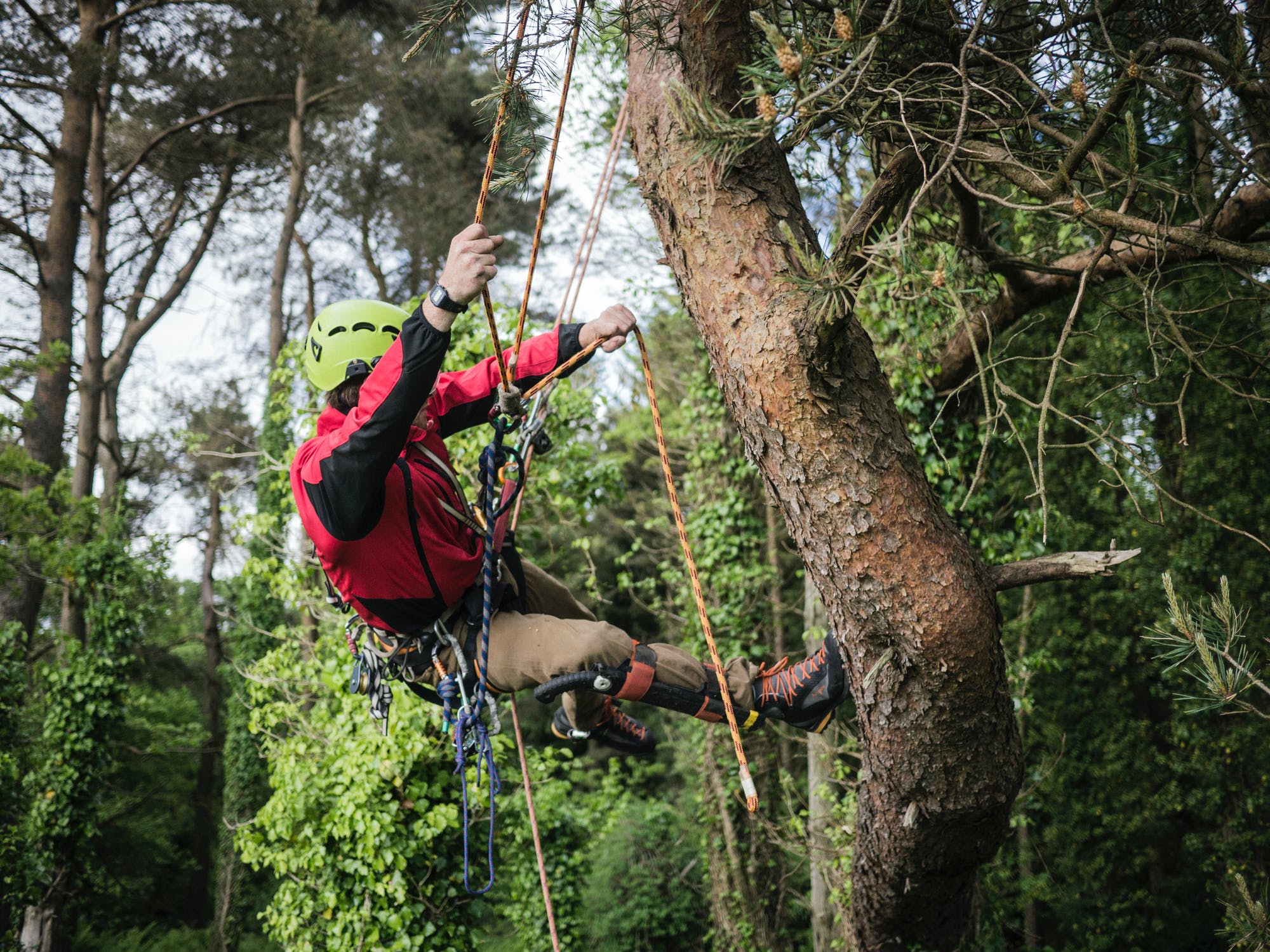 Arborist-tree-climbing